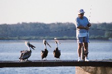 Pelicans assist a fisherman on a Cedar Key dock